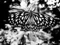 High Contrast image of Butterfly